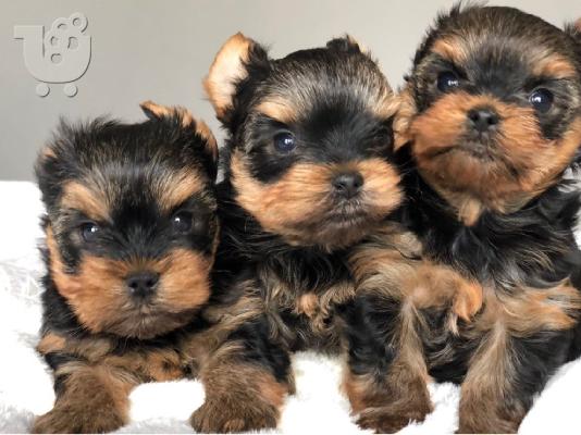 PoulaTo: Πωλούνται κουτάβια Yorkshire Terrier